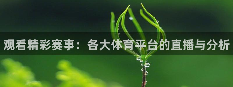 观看精彩赛事：各大体育平台的直播与分析